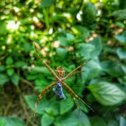 Hungry Arachnid #01