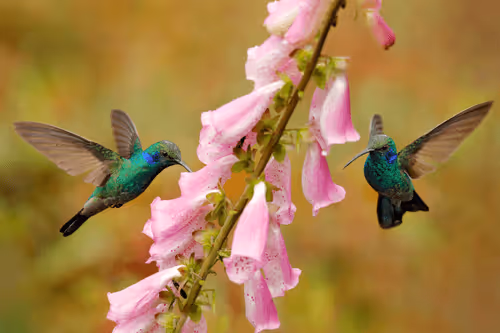 Item #25621925064279012681246301446131385931262547461970292834419122504767230705665 Media