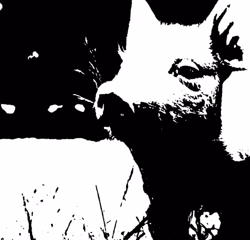 Item #77005685663036401027043377714936264073514520836390864284666846105438030659586 Media