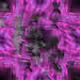 77077131467420648605650977251707435865549248741388920697615720795672066129921