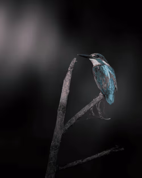 Item #61684684013370051227163866082320023750896296023852719411798081139116567691314 Media