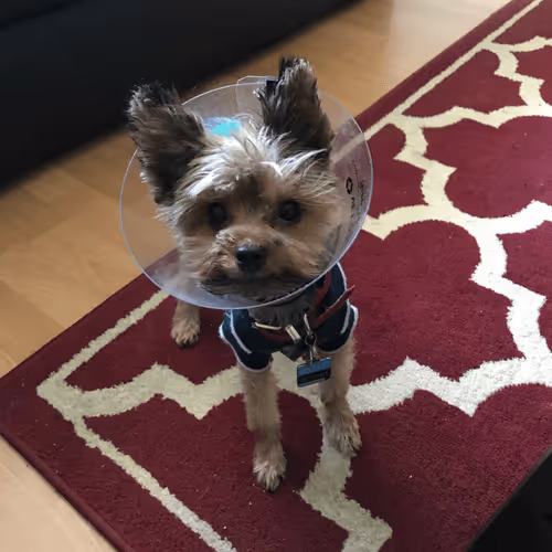 Untitled Collection #69779060