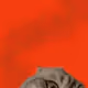 21243418758315033106080274474295734222890800110110933604715555334337616412673