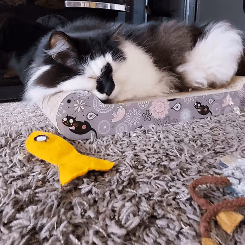 Item #13161020314009032005485822086301964352885579695205061807387255144294303924225 Media