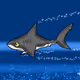 SHARK # 4435