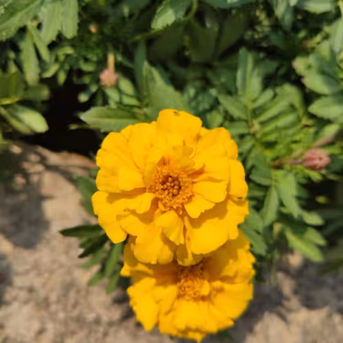 hnafreegull Collection