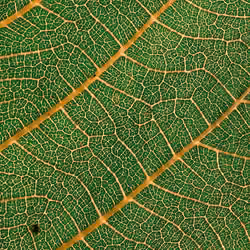 art in nature detail