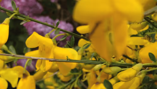 Item #98679578177621649628089872010712381059223698631184272161596299652050202918913 Media