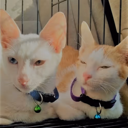 Item #14104396689618554962243873128153200317550099460847037678338740662078728568833 Media