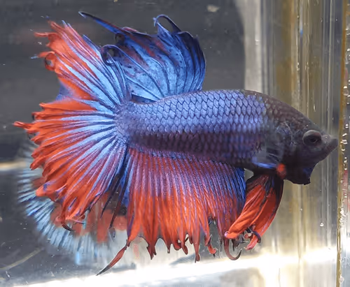 Item #76093963924936973222684762009084726555674488189040824510729450754906882310145 Media