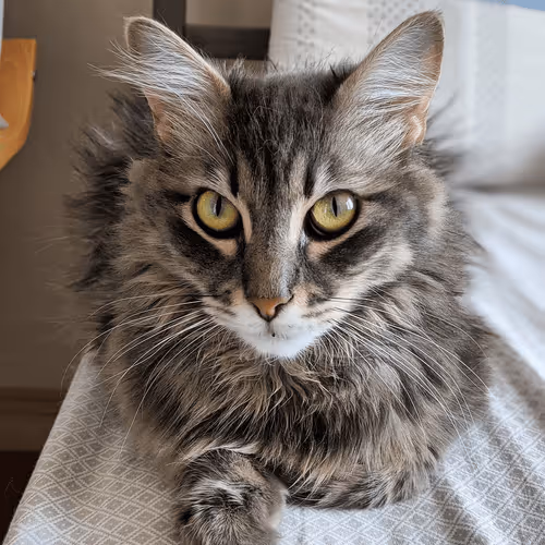 Untitled Collection #79304572