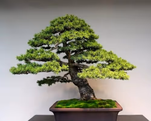 Item #104496985584808197411299000803927756186977529206466580863662692598777118720001 Media