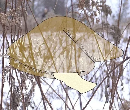 Item #56177743258238353915692039261457950691196406802314425732675602489318075006981 Media