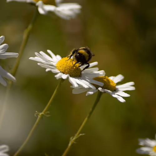 Item #102458927918199709241975540615932782382390740094903184465142341289518267629569 Media