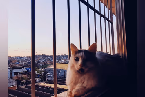 Item #23717691268860390421092059778351423278394515577450135489991204950602948804609 Media