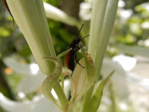 Item #53581876738018030526296833198765097323208142745183468553001527172025525731329 Media