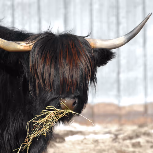 Item #60839276870702459536115980663435026977207856631347422568339333166908592619521 Media