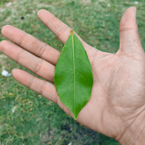 Item #31081804352330578596568685091517160537930858517835942894700269971321034637313 Media