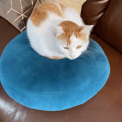 57432309319676179700798702069366385585354272226932054472084541783605218639873