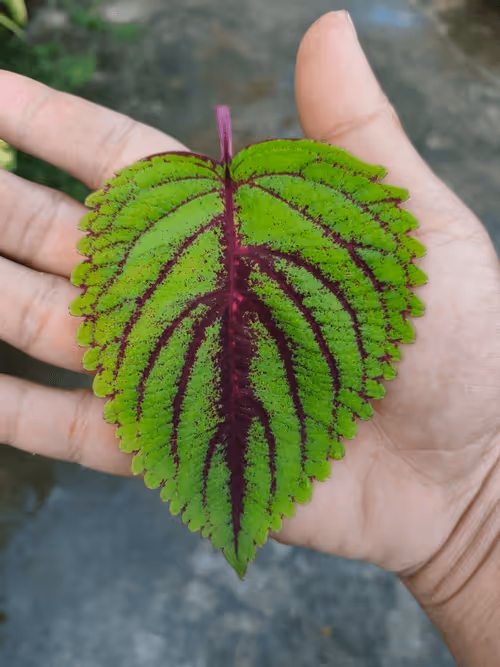 Item #31081804352330578596568685091517160537930858517835942894700270013102476492801 Media