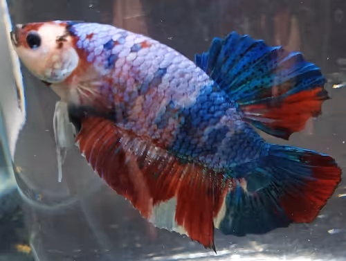 Item #76093963924936973222684762009084726555674488189040824510729450727419091615745 Media