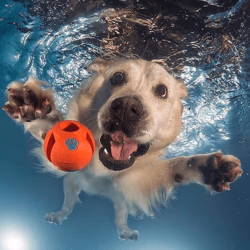 Item #28539388669985374382145380914581768988618735513647259513778914890885265096705 Media