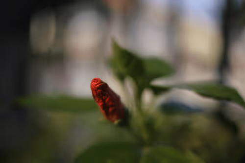 Untitled Collection #202109954