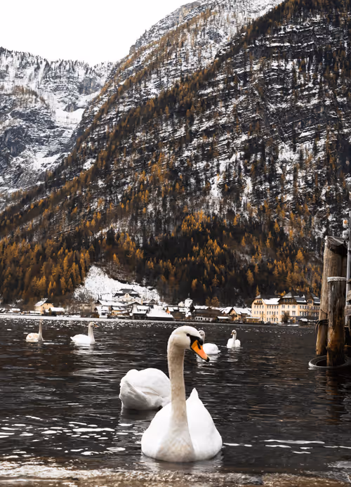 Item #26636344578717920692700769935313843753450649801489178954925375896633791741962 Media