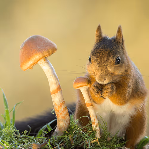 Item #41723246610632705543282218396403645401617984070439185990108432288706411364353 Media