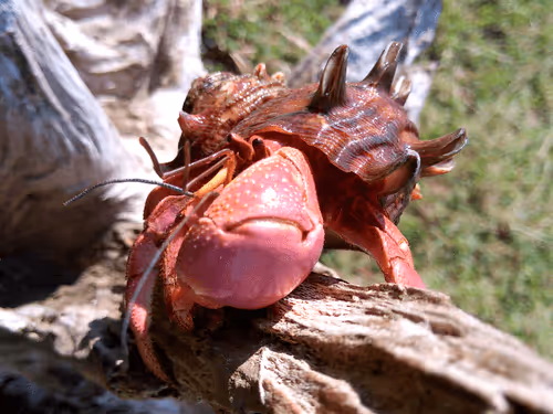 Item #91920838516500969586140493576070920060778375503638515337937380309627828174849 Media