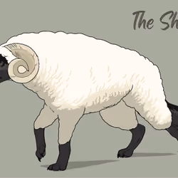 The Sheep