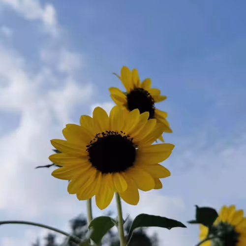 sunflower