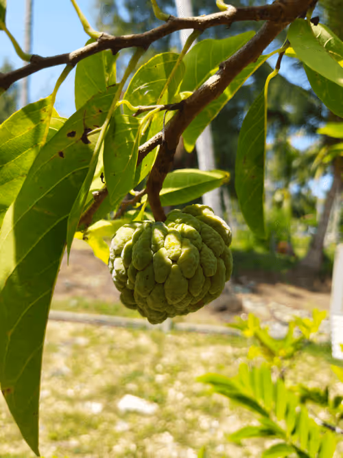 Item #26315463919006413240702995586573937938911851246900991635310397664058570440705 Media