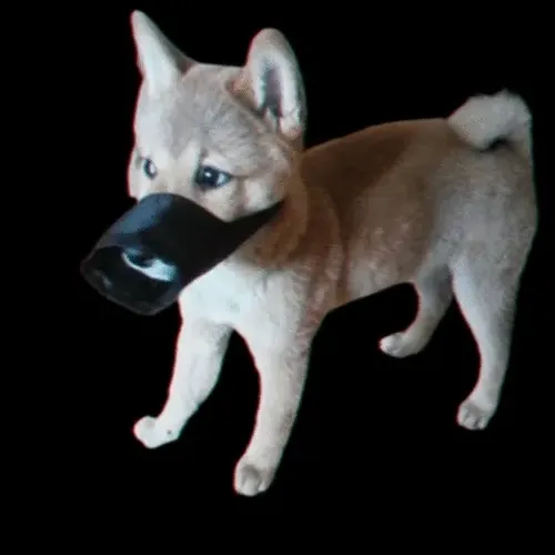 Shiba-inu 