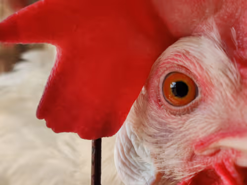 Item #8956854034129301773866138878606137053760903276825503018730009965737281585153 Media