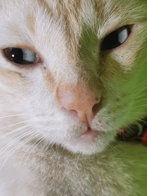 Item #45172585335081813343644153314495358007196078945782785289910377731486056972298 Media