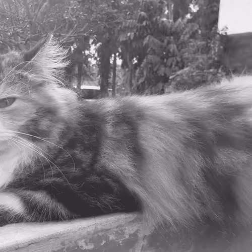 Item #71280895849629428305584782717302109611831318018787420443711542685077921071105 Media