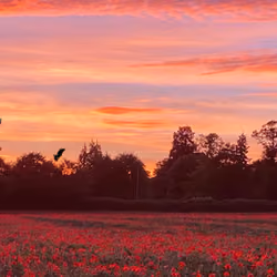 Poppies at sundown