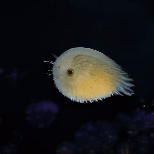 Item #93923887731966639760197662534300547726212510779526051617655967287626354917377 Media