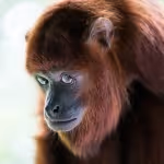 Item #45594647201663347778086533366212020564774309010196825968467676420712488239105 Media