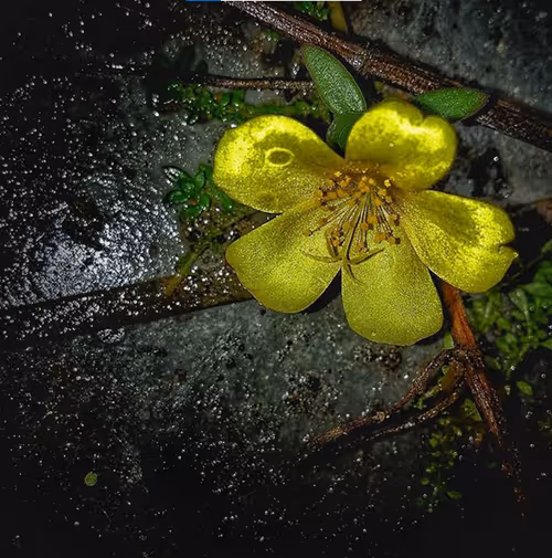 Item #73619659453747514516542980758534105595316602509498836890465073143648041828353 Media