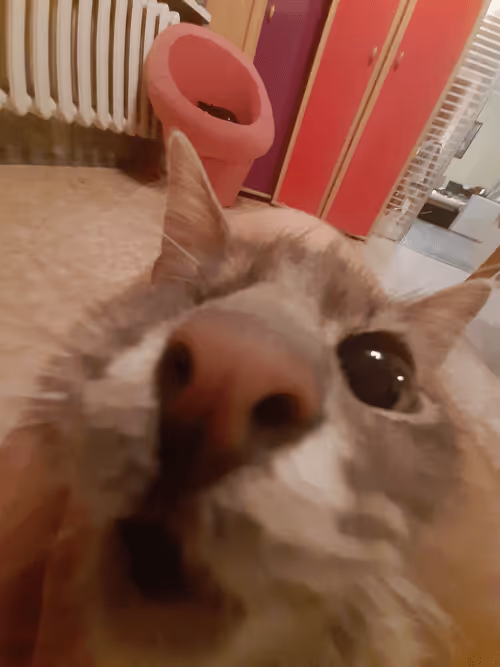 Item #100944255907451799266059540088402657668052309998080285023641344500386079179752 Media