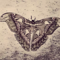 Atlas Moth Butterfly old pict