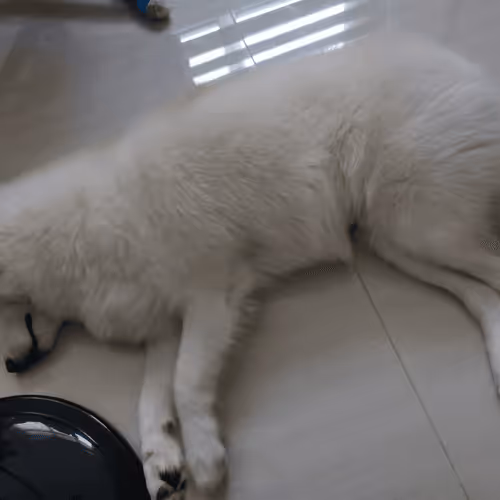 Item #11589634007344310346073007191394288969191527375593807410073591598317448462337 Media