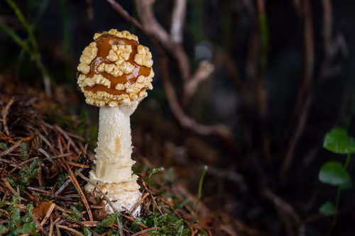 Item #64713155281190120806625528010509445569029273032710388433466982006778429964289 Media