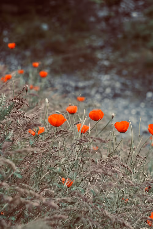 Item #96136918164718312642500145870869806478477665452515385686687026588795535360005 Media