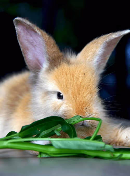 Item #66287107933414317534982190066107327807963903563540774280285349301118513971201 Media