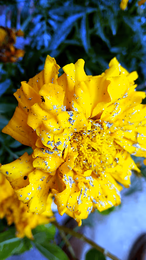 Item #71996874678761771974276966716049740466342451718096264551232435117895203160065 Media