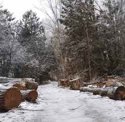Winter Forest
