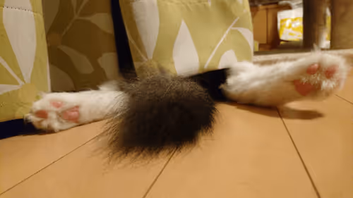 Item #88680272721371285934501562988049178859599418492822572919113237403687008075777 Media